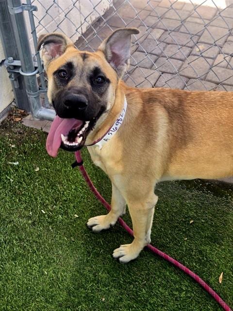 Photo of Tilly, adoptable Belgian Shepherd Malinois in Phoenix, Arizona