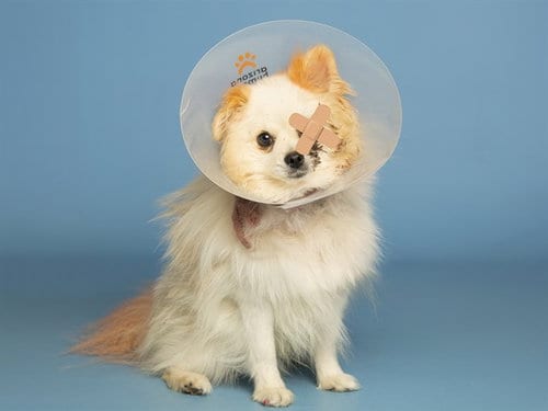 Photo of Cricket, adoptable Pomeranian in Phoenix, Arizona