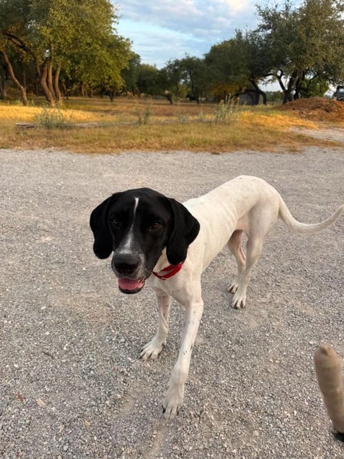 Photo of Venus, adoptable Great Dane in Bullard, Texas