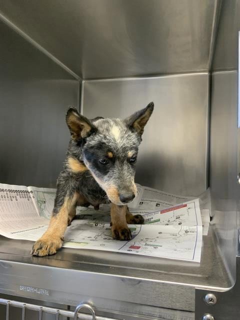 Photo of Jelly Bean, adoptable Queensland Heeler in Visalia, California