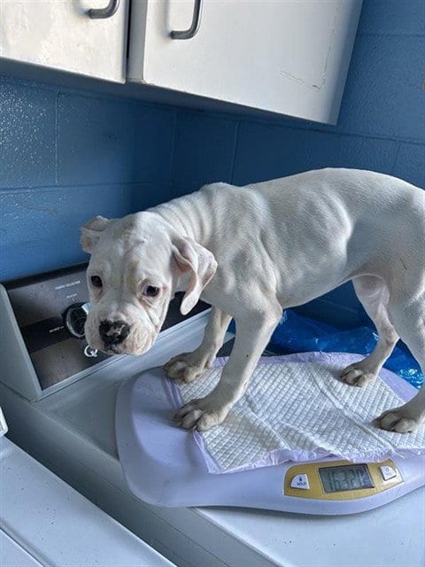 Photo of Waffles, adoptable Boxer in Sacramento, California
