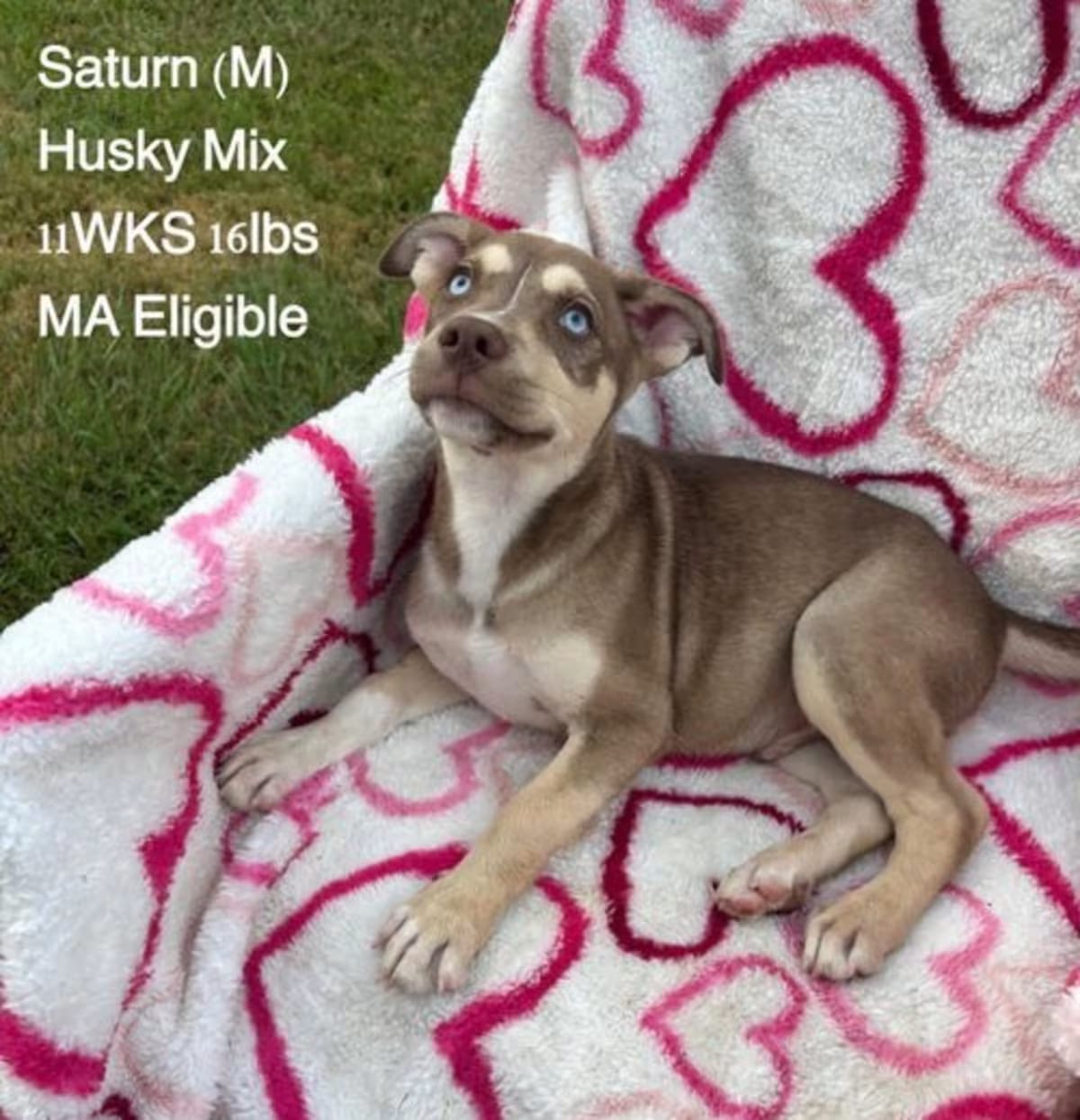 Photo of Saturn, adoptable Husky in Lebanon, Connecticut