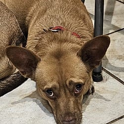 Photo of Batman, adoptable Chihuahua Dachshund in Riverview, Florida