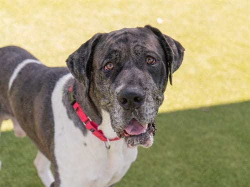 Photo of Clint, adoptable Great Dane in Martinez, California