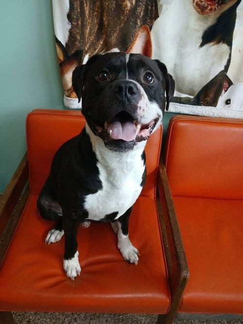 Photo of Oden, adoptable Pit Bull Terrier in Martinsburg, West Virginia