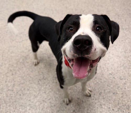 Photo of Milo, adoptable Pit Bull Terrier in Brighton, Colorado