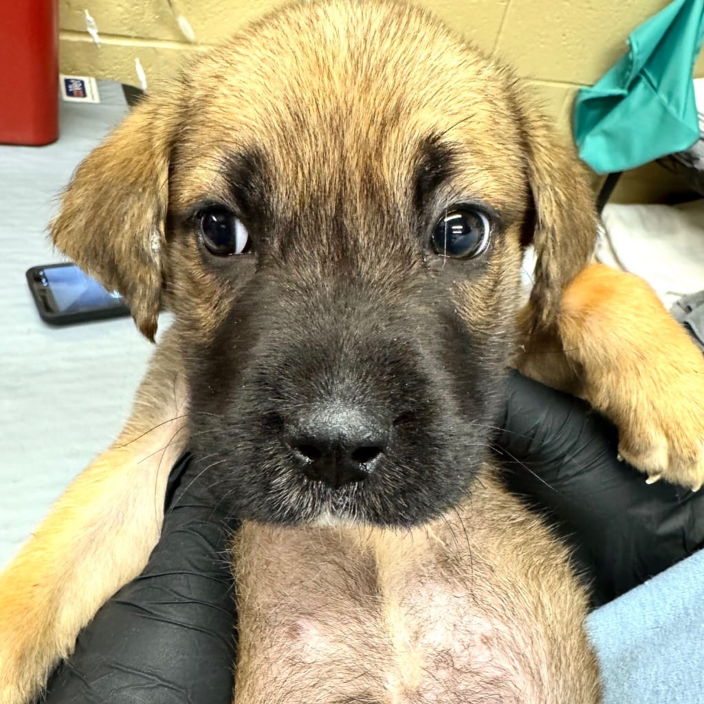 Photo of Pluto, adoptable Mixed Breed in Douglasville, Georgia