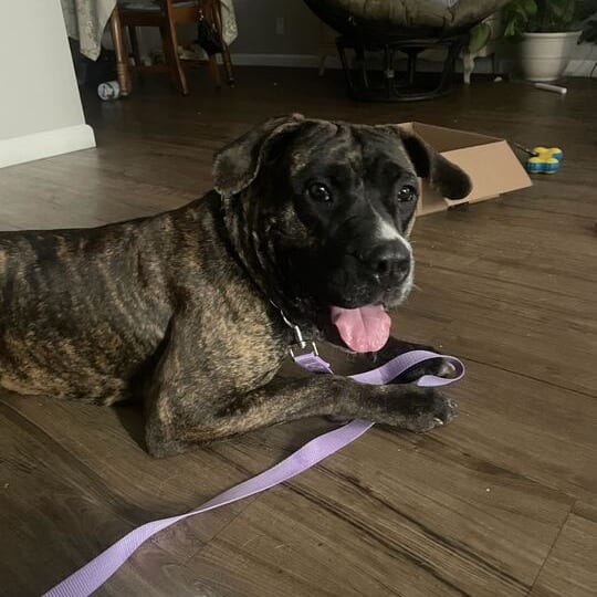 Photo of Lila, adoptable Mastiff / Mixed Breed (Large) in California, California