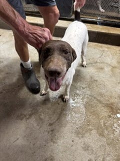 Photo of Remi - Foster Needed, adoptable German Shorthaired Pointer in Omaha, Nebraska