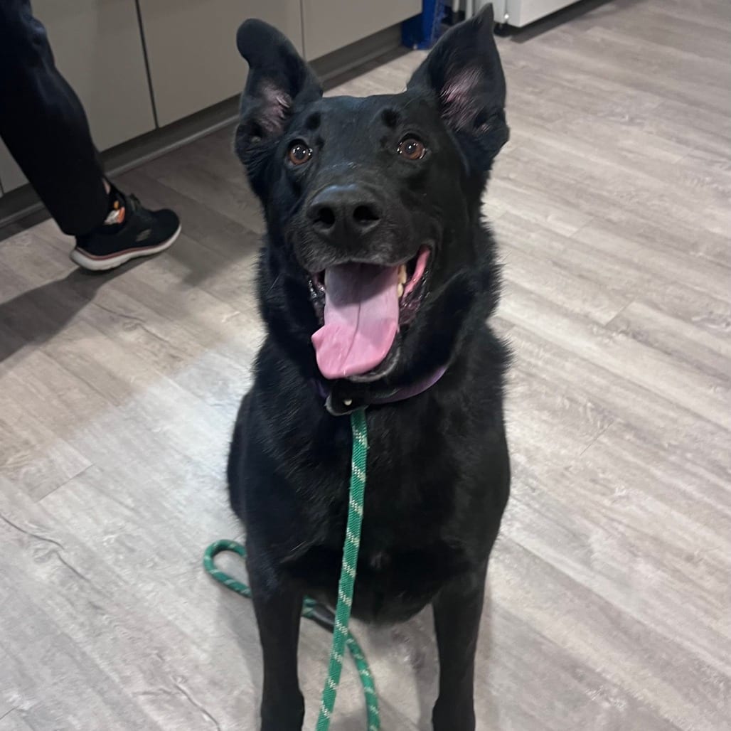 Photo of Batman, adoptable Shepherd, German in Chesapeake, Virginia