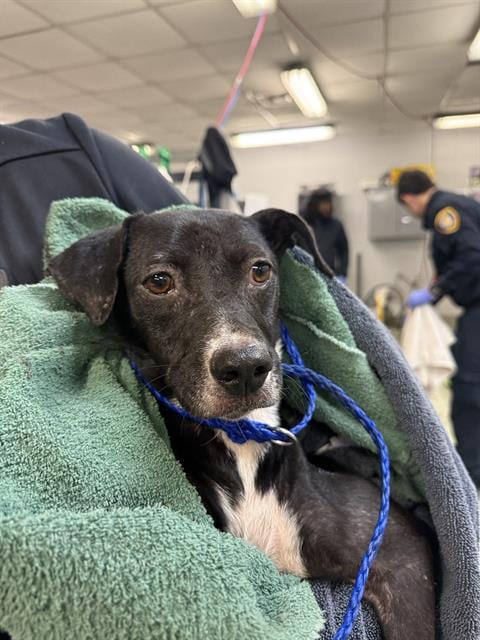 Photo of A2102428, adoptable Staffordshire Bull Terrier in Houston, Texas