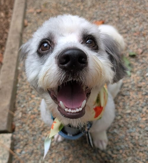 Photo of Jerry, adoptable Poodle (unknown type) in Pittsboro, North Carolina