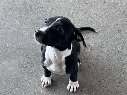 Photo of Potsticker, adoptable Pit Bull Terrier in Redwood City, California