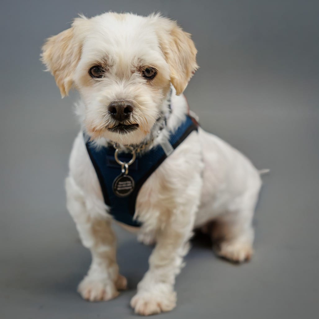 Photo of Layla D11691, adoptable Poodle / Dachshund in Princeton area, Minnesota