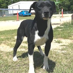 Photo of Meenie 5106, adoptable Labrador Retriever Beagle in Loxahatchee, Florida
