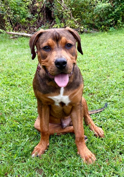 Photo of Sammy, adoptable Unknown breed in Spring Lake, New Jersey