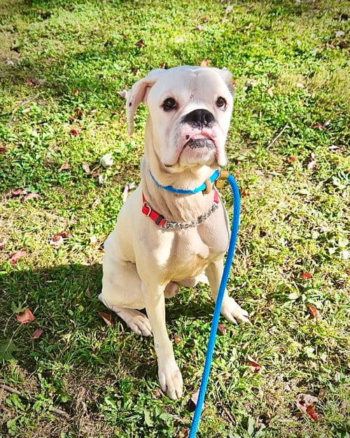 Photo of Gus, adoptable Boxer in Monticello, New Jersey
