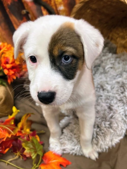 Photo of Mudbud, adoptable Shepherd in Bryant, Arkansas