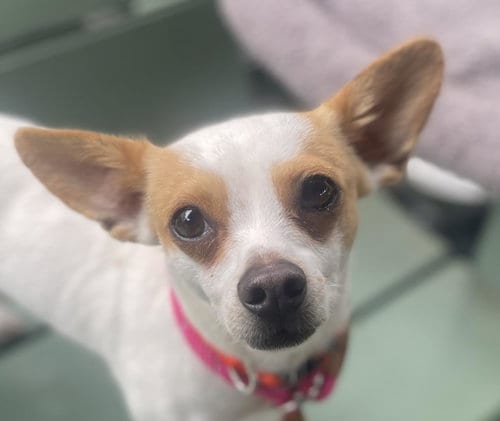 Photo of Winston, adoptable Chihuahua in Woodland, California