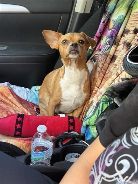 Photo of Yoshi, adoptable Chihuahua in San Antonio, Texas