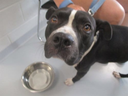 Photo of Blade, adoptable Staffordshire Bull Terrier in Ocala, Florida