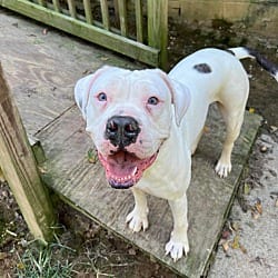 Photo of Lily, adoptable Boxer in Nashville, Tennessee