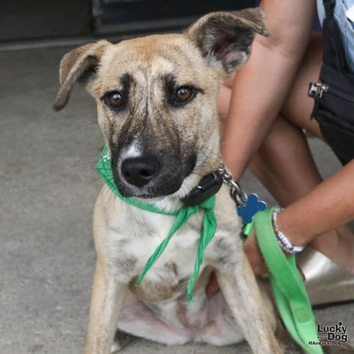 Photo of Peaches, adoptable Shepherd in Washington, District of Columbia