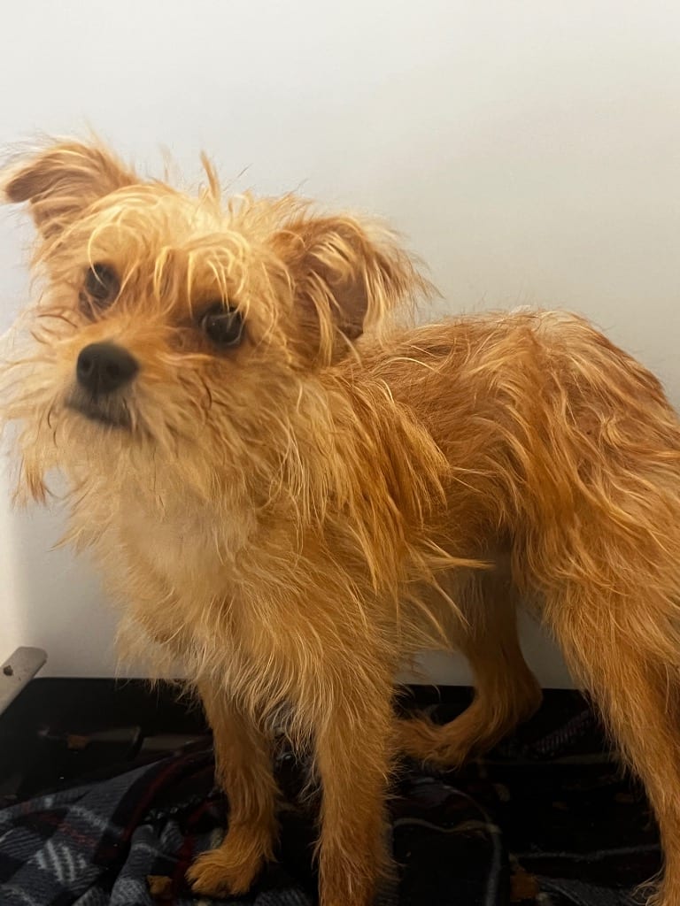 Photo of Lolli, adoptable Yorkshire Terrier Yorkie in Douglasville, Georgia