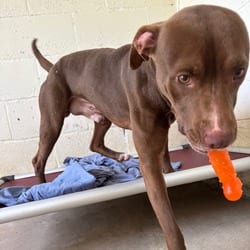 Photo of Tank 4222, adoptable American Pit Bull Terrier in Loxahatchee, Florida