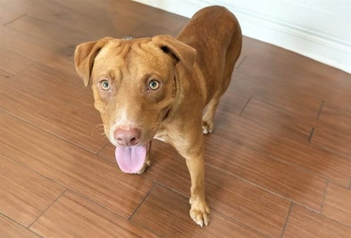 Photo of Martin, adoptable American Staffordshire Terrier in Ft Lauderdale, Florida