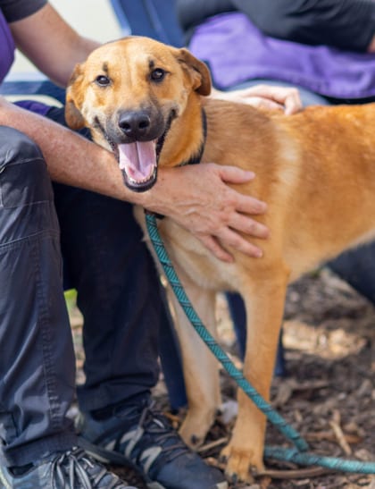 Photo of Harkle, adoptable dog in Chamblee, Georgia