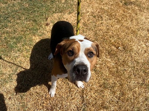 Photo of Arrow, adoptable Pit Bull Terrier in Garland, Texas