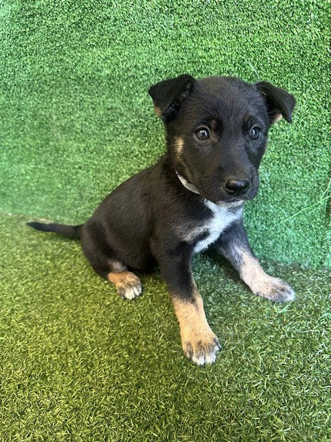Photo of Yara Flor, adoptable German Shepherd Dog in Lancaster, California