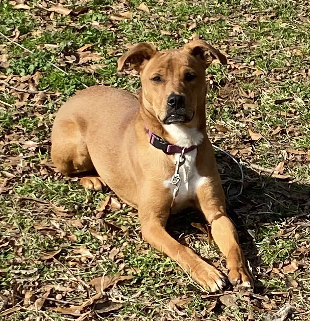 Photo of Brownie, adoptable American Bulldog/Redbone Coonhound in Northport, Alabama