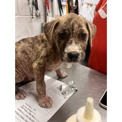 Photo of Jason, adoptable Mixed Breed (Medium) in Georgetown, Delaware