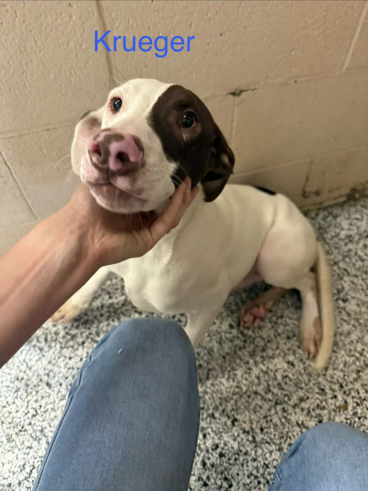 Photo of Krueger, adoptable Pointer in Fayetteville, West Virginia