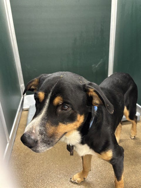 Photo of Rolo, adoptable Labrador Retriever in Killeen, Texas