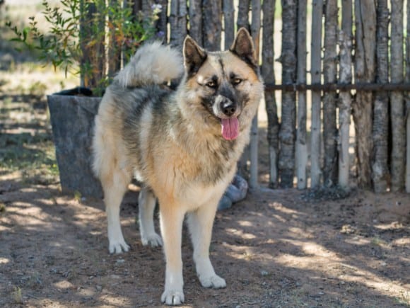 Photo of Zia, adoptable Mixed Breed in Santa Fe, New Mexico