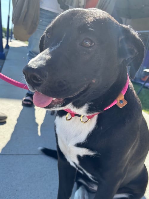 Photo of Maddie, adoptable Terrier in Dorr, Michigan
