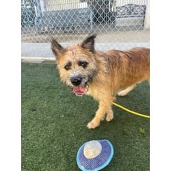 Photo of Chazz, adoptable Terrier (Unknown Type, Medium) in Chatsworth, California