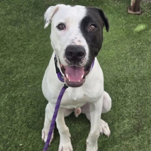 Photo of Junior, adoptable American Pit Bull Terrier in Phoenix, Arizona