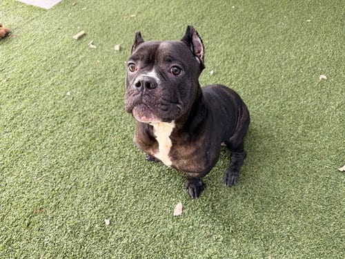 Photo of Mamacita, adoptable Staffordshire Bull Terrier in Garland, Texas