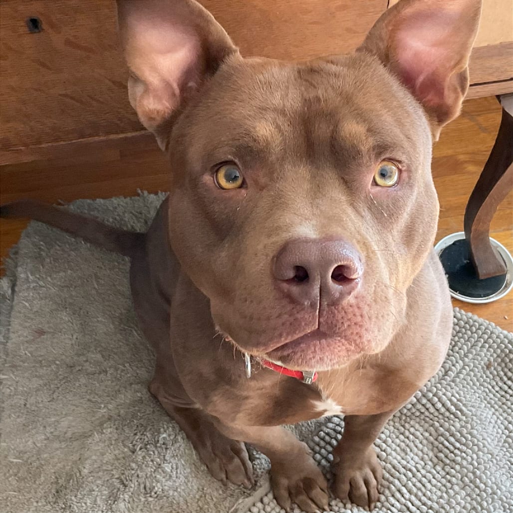 Photo of Brugee, adoptable Mixed Breed (Large)