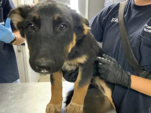 Photo of A256022, adoptable German Shepherd Dog in Visalia, California