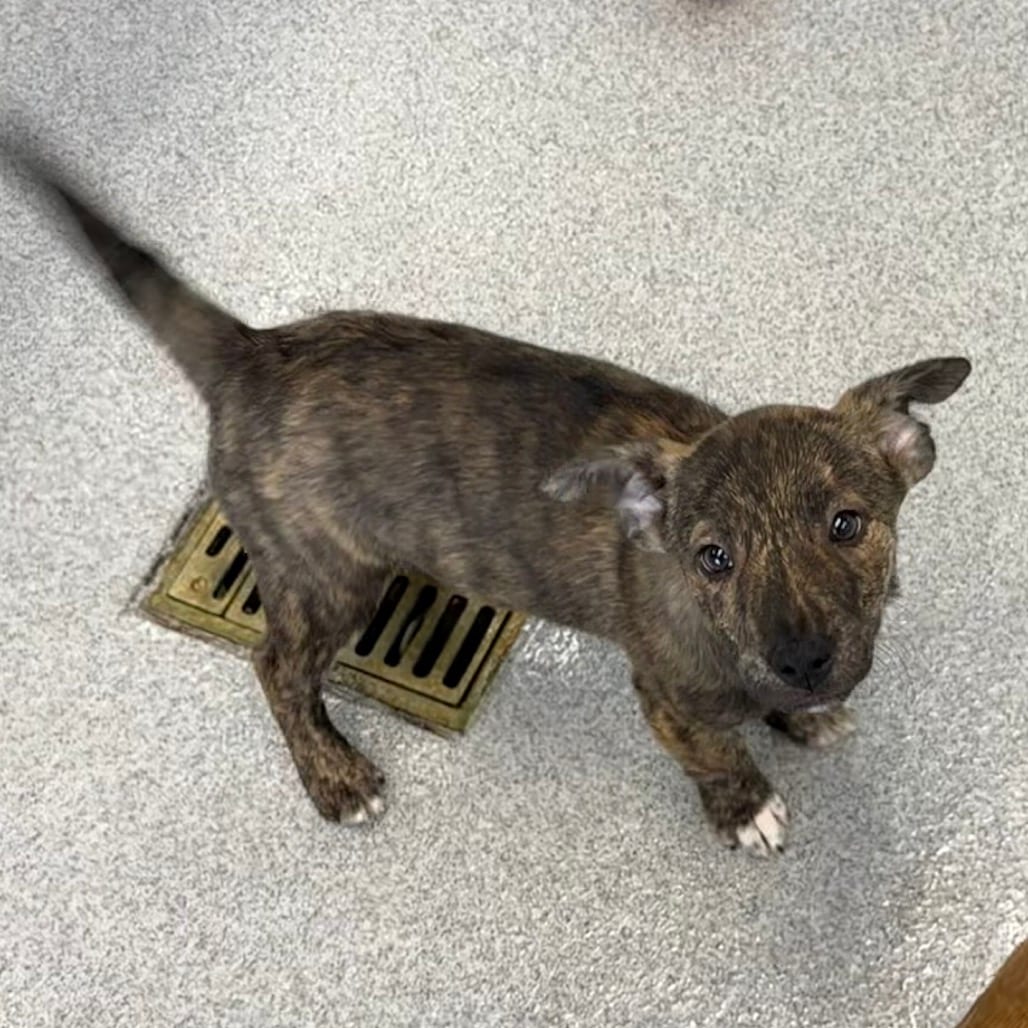 Photo of Barkula, adoptable Mixed Breed (Large) in Martinsville, Virginia