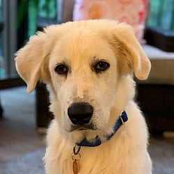 Photo of Bondi, adoptable Great Pyrenees Labrador Retriever in CUMMING, Georgia
