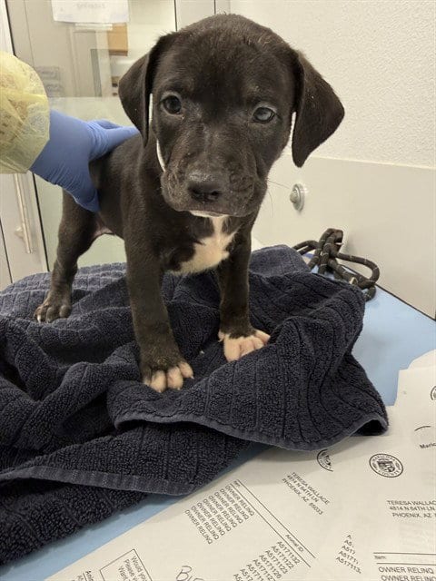 Photo of Autumn, adoptable American Pit Bull Terrier in Mesa, Arizona