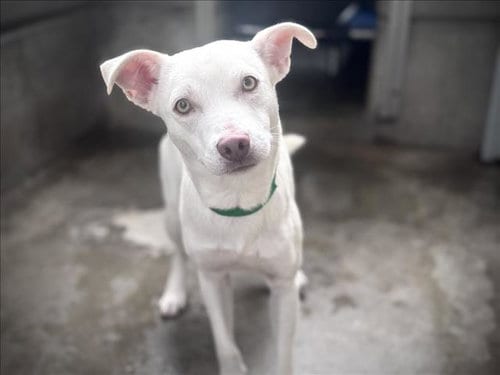 Photo of Aspen, adoptable Catahoula Leopard Dog in San Pedro, California