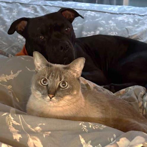 Photo of Kip, adoptable Pit Bull Terrier in Camarillo, California