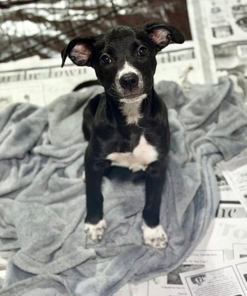 Photo of Juno (NY-Lia), adoptable Terrier in SHERBURNE, New York